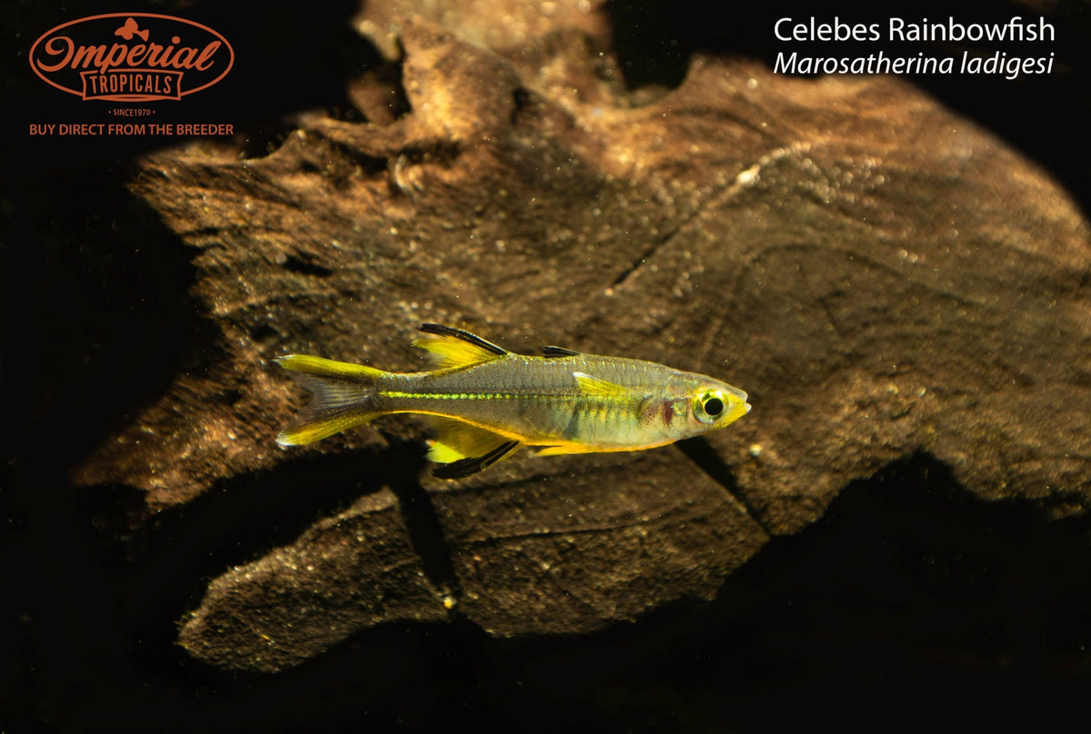 BOGO Celebes Rainbowfish