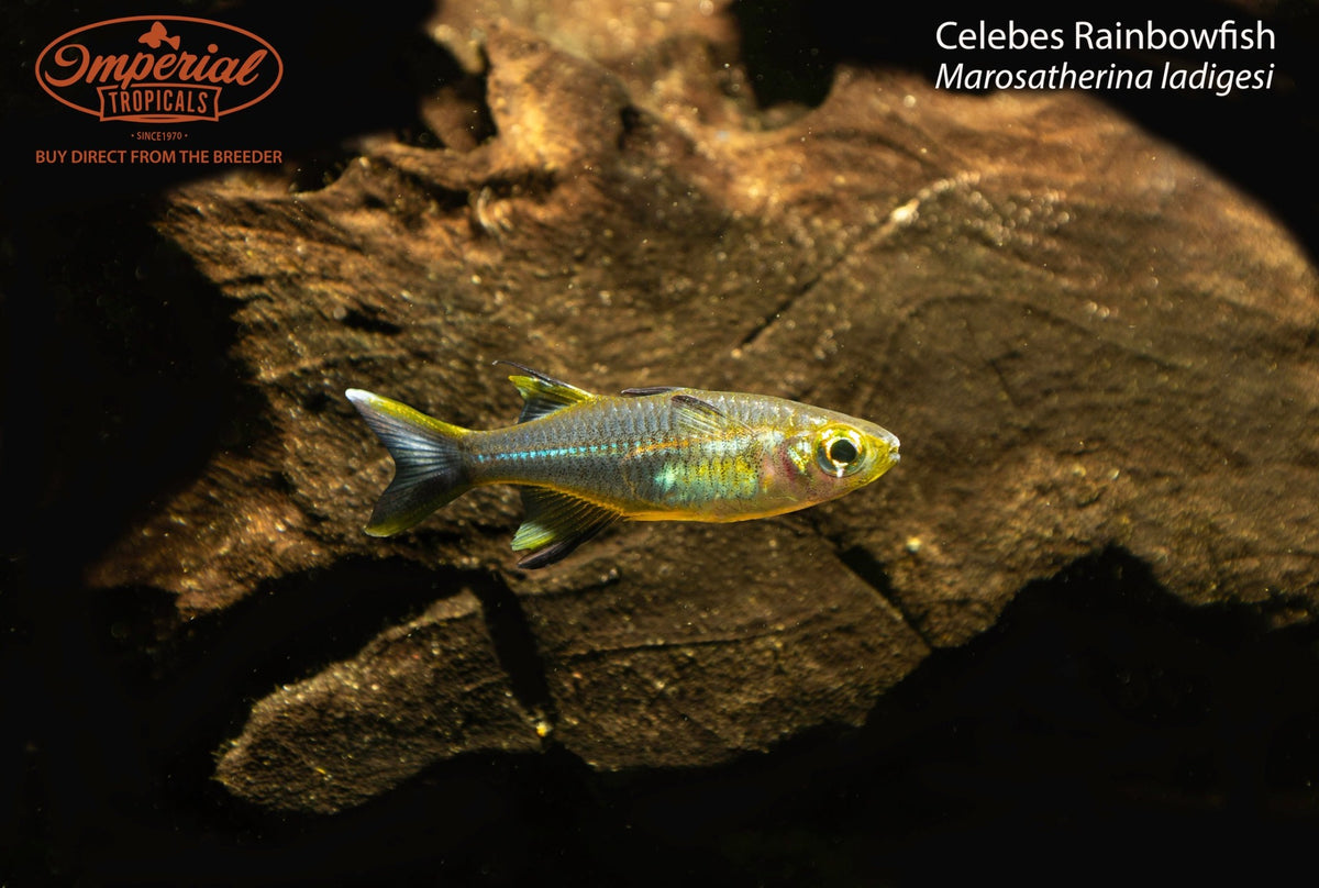 BOGO Celebes Rainbowfish
