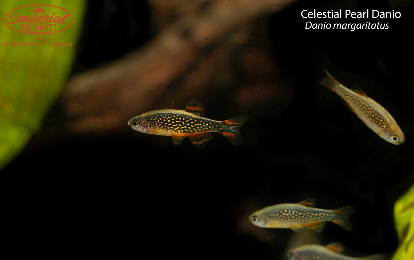 Celestial Pearl Danio