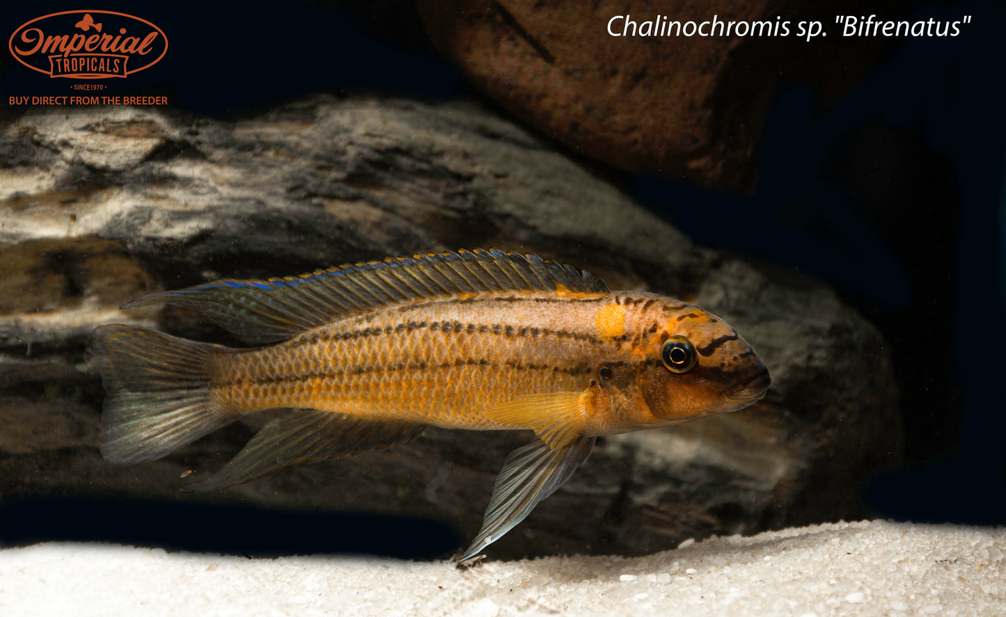 Chalinochromis sp. "Bifrenatus"