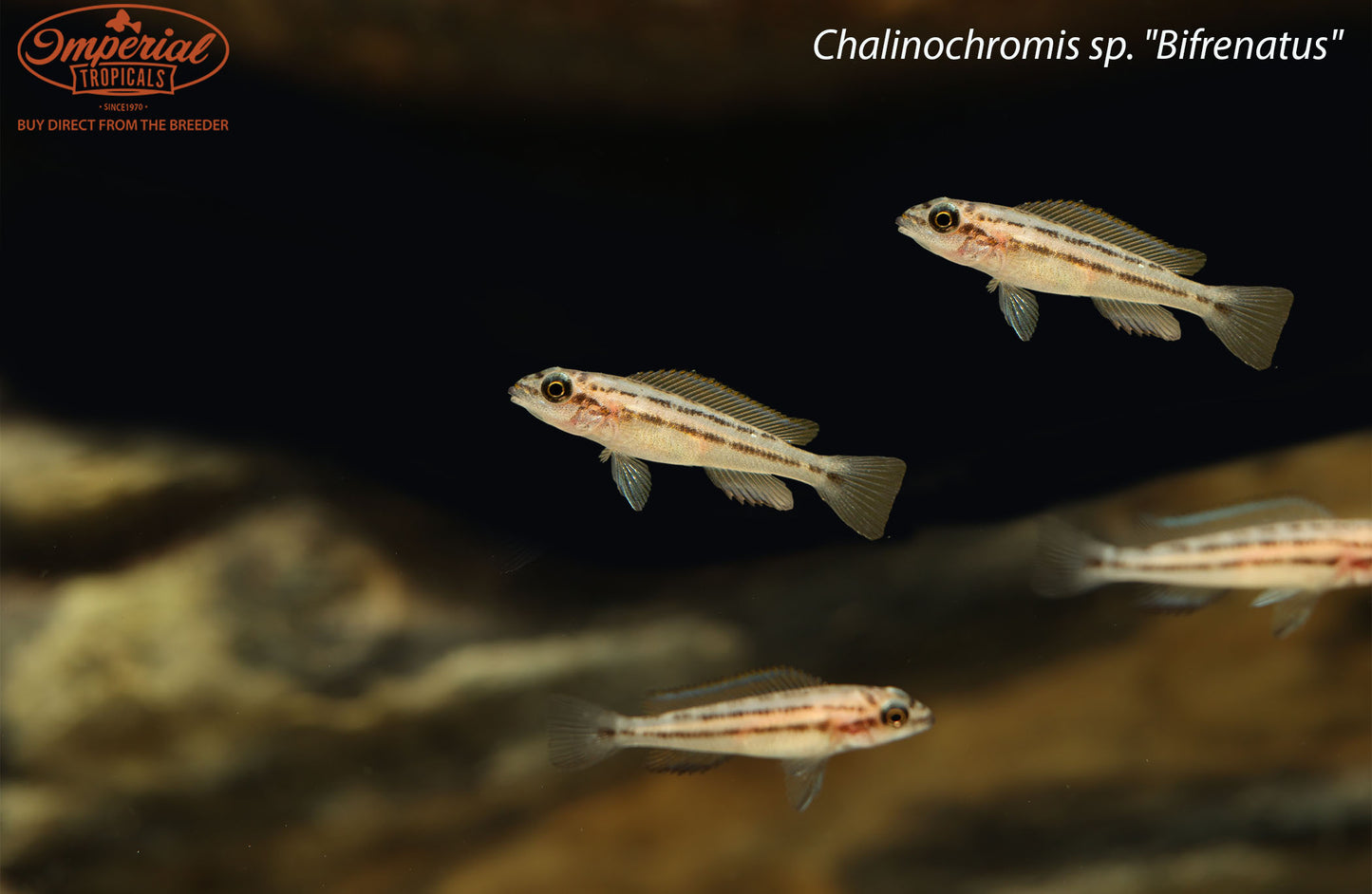 Chalinochromis sp. "Bifrenatus"