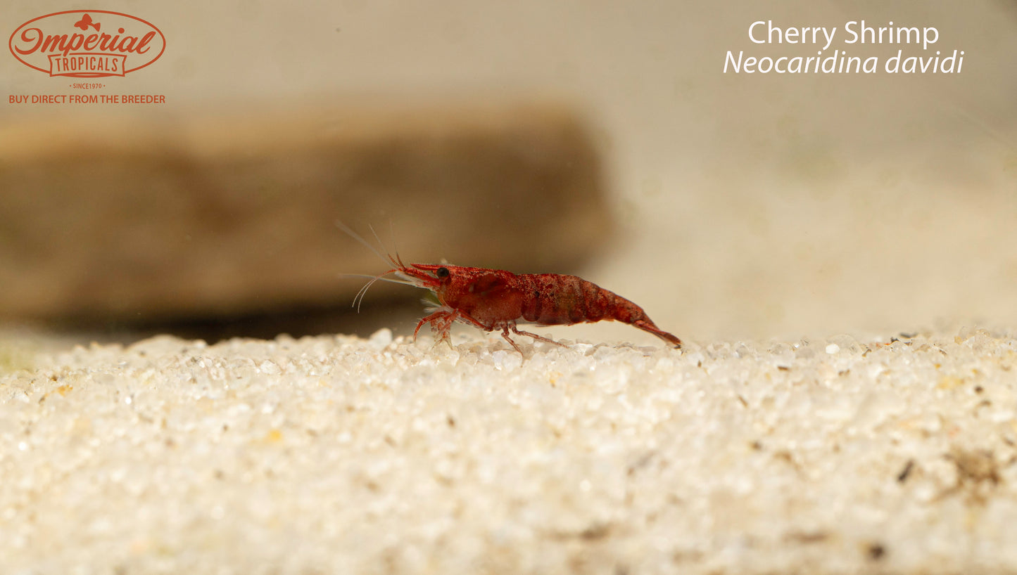 Cherry Shrimp