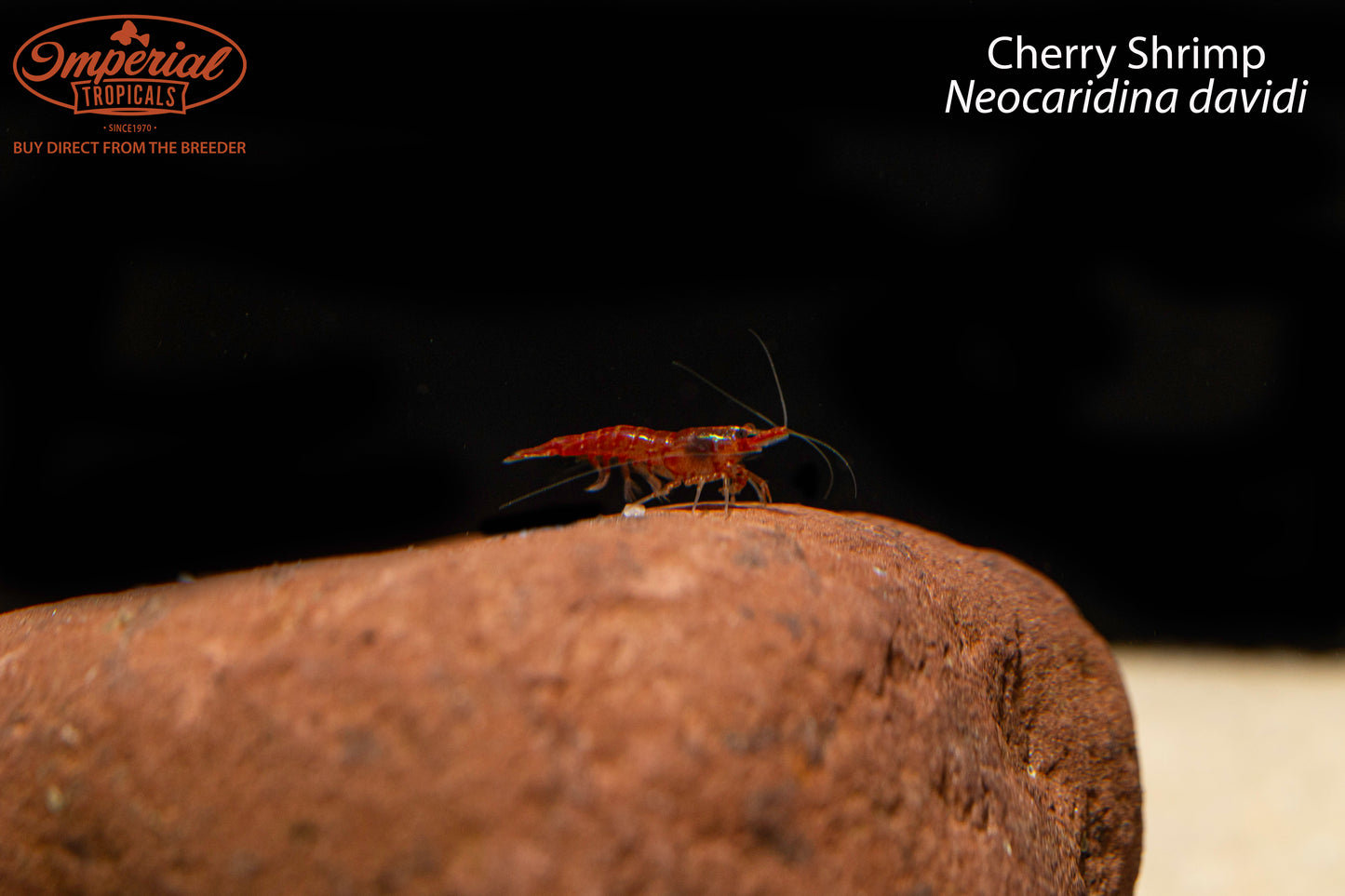 Cherry Shrimp