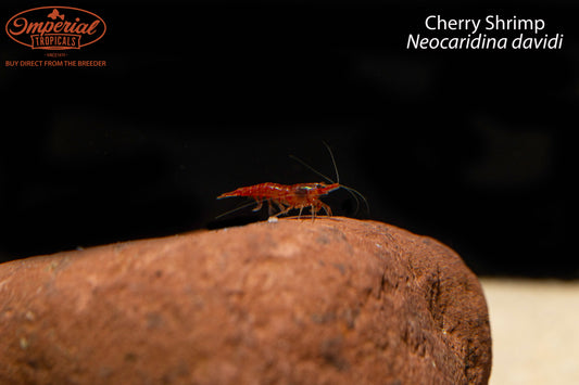 Cherry Shrimp