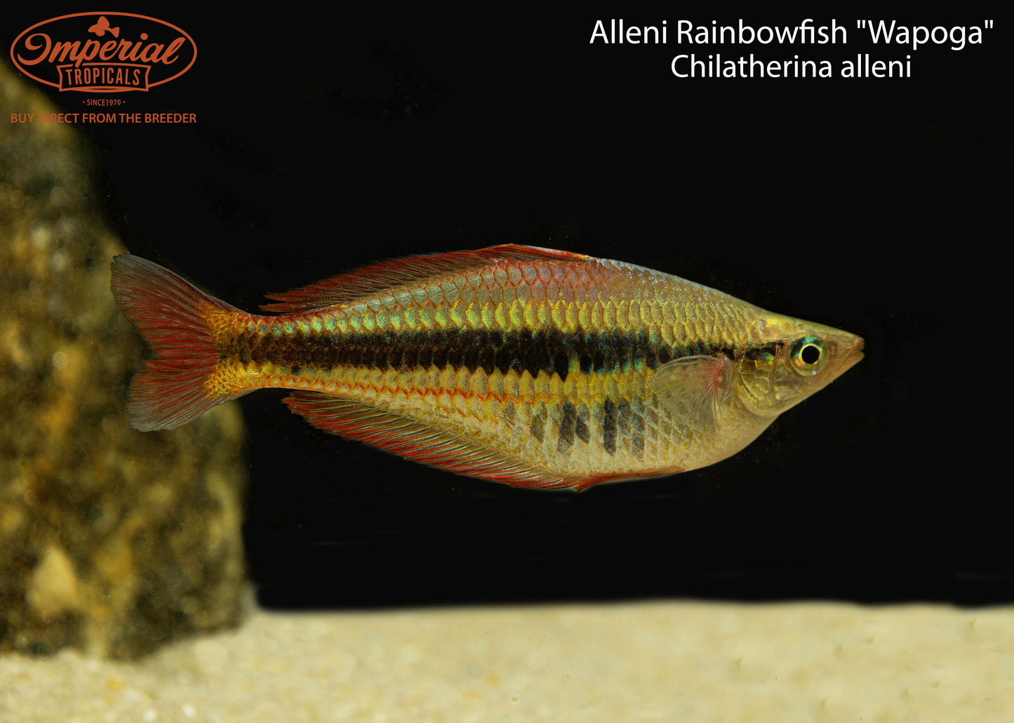 Alleni Rainbowfish "Wapoga"