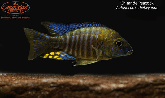 Chitande Peacock