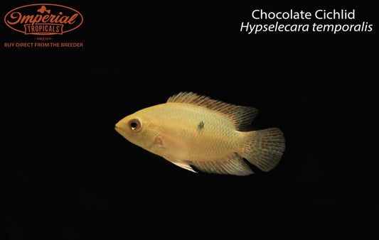 Chocolate Cichlid