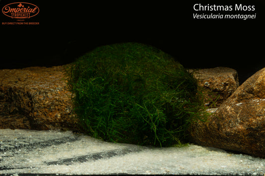 Christmas Moss