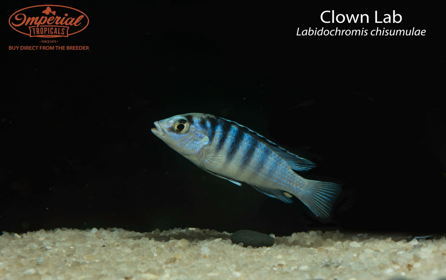 Clown Lab (Labidochromis chisumulae)