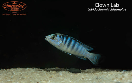 Clown Lab (Labidochromis chisumulae)