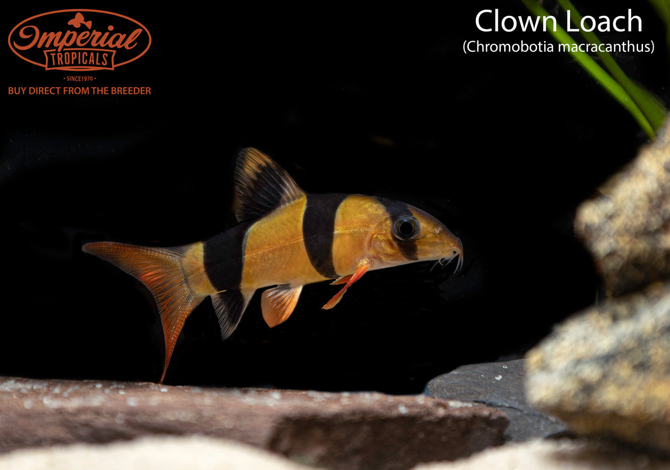 Clown Loach (Chromobotia macracanthus) shop Imperial Tropicals