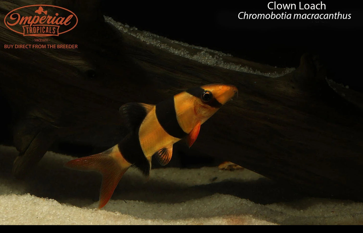 Clown Loach