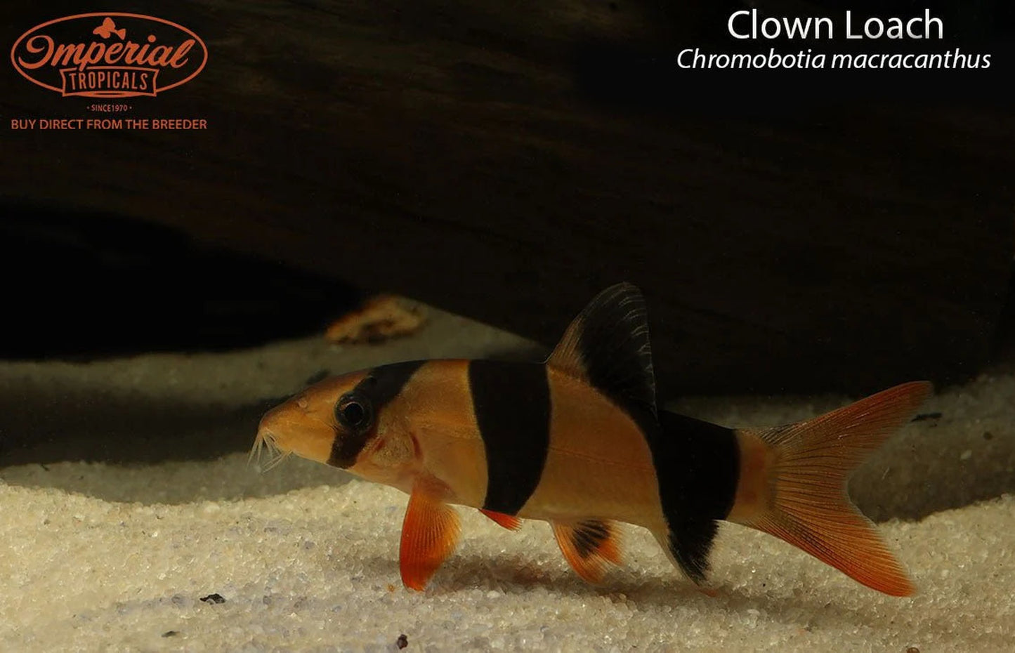 Clown Loach