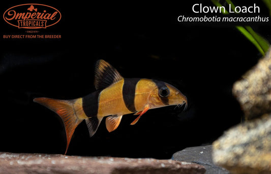 Clown Loach