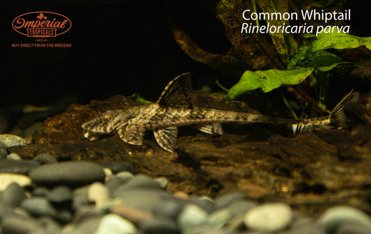 Common Whiptail (Rineloricaria parva)