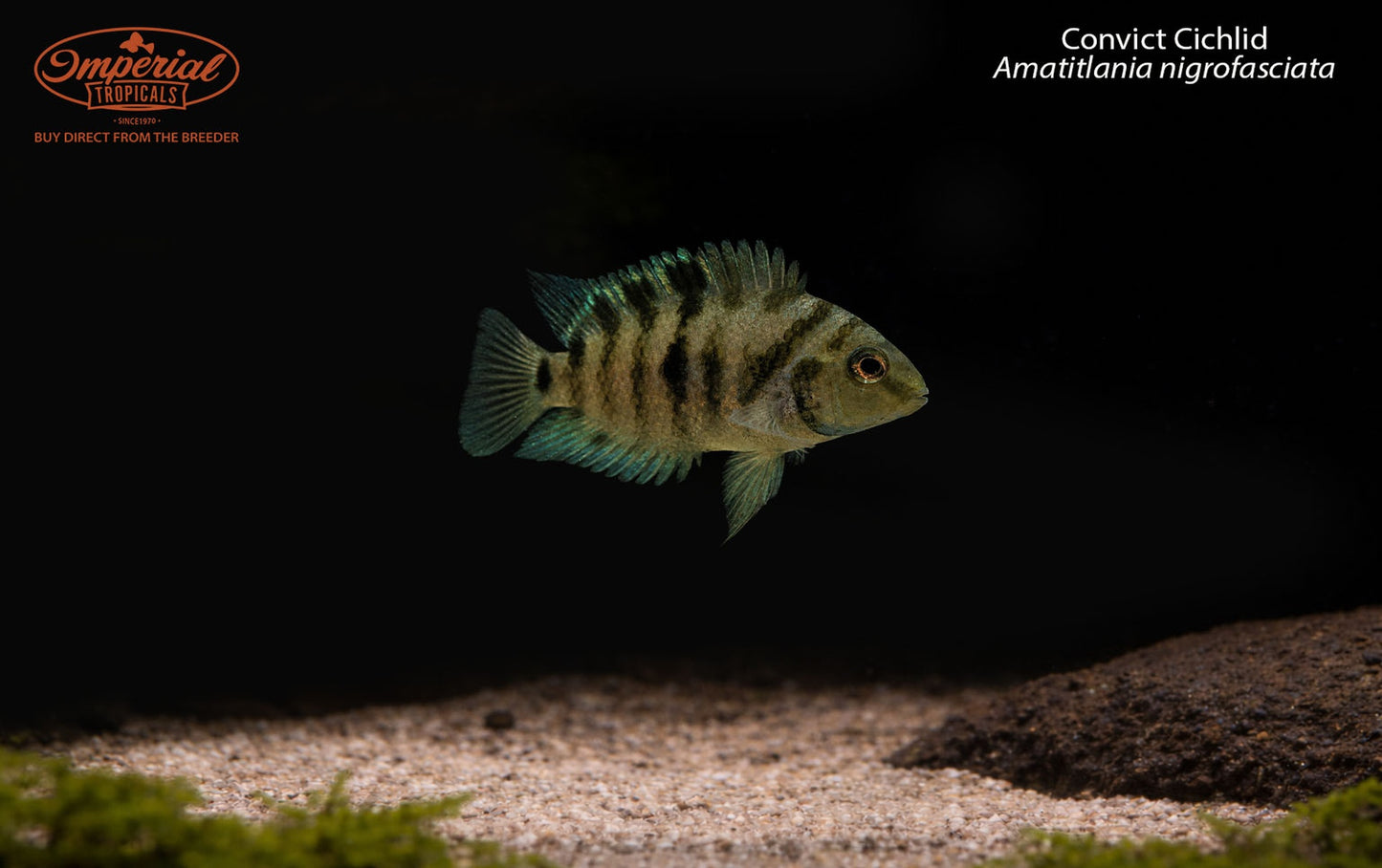 BOGO Convict Cichlid (Amatitlania nigrofasciata)