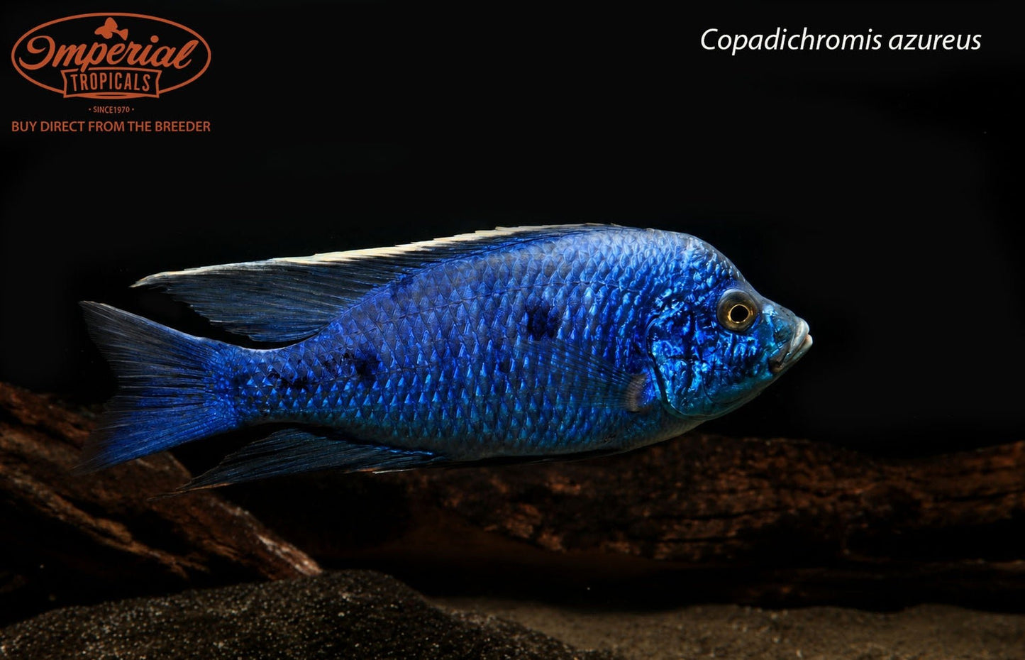 Copadichromis azureus