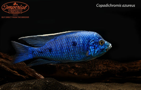 Copadichromis azureus