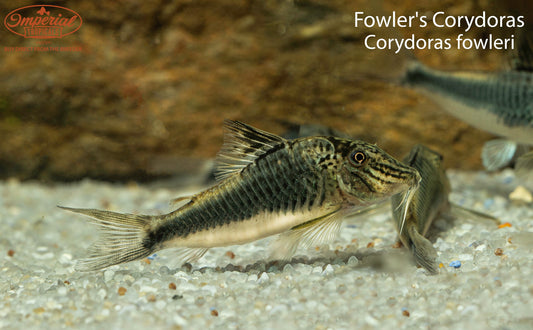 Fowler's Corydoras