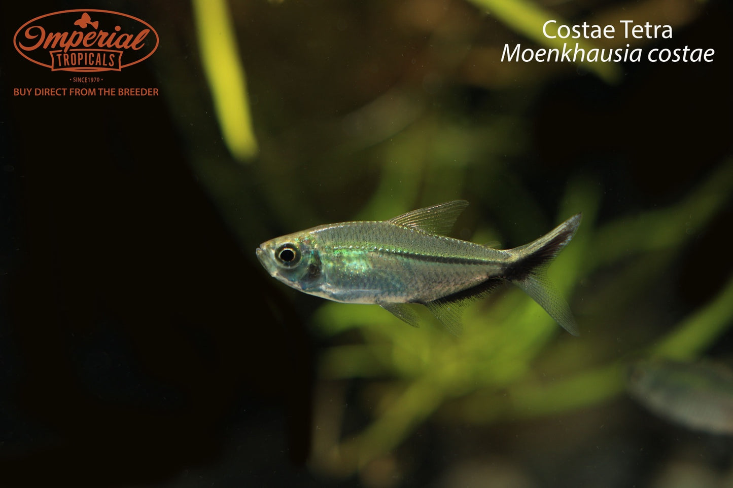 Costae Tetra (Moenkhausia costae)