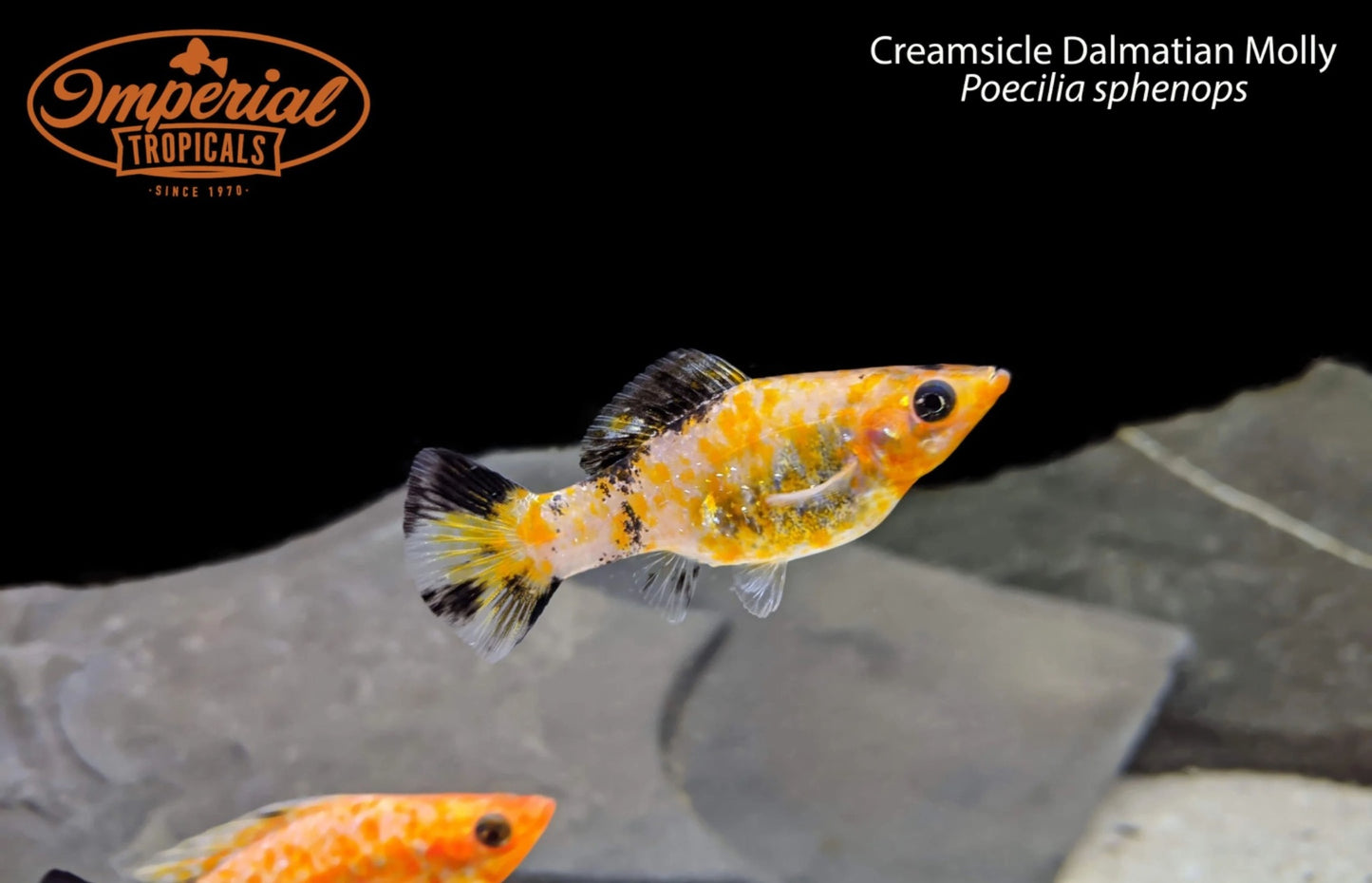 BOGO Creamsicle Dalmatian Molly