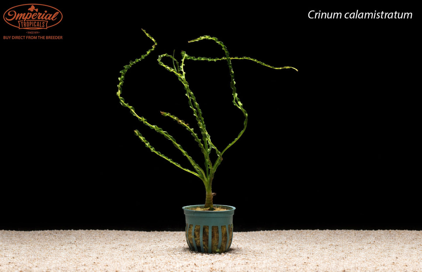 Crinum calamistratum