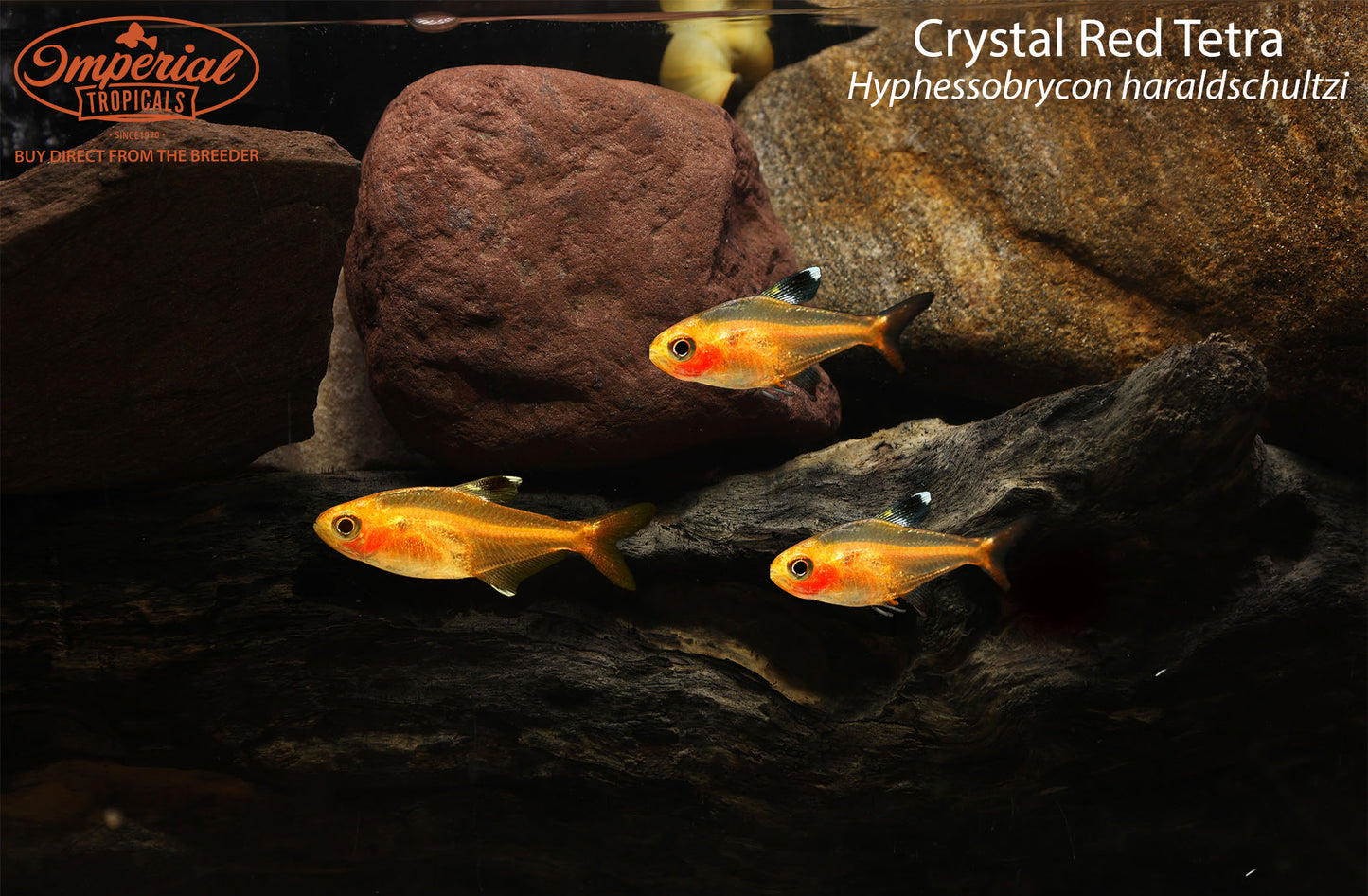 Crystal Red Tetra