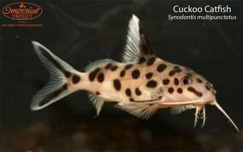 Cookoo Fish Other Catfish – Imperial Tropicals
