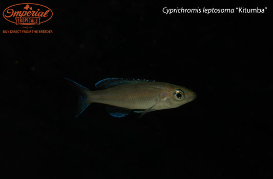 Cyprichromis leptosoma “Kitumba”