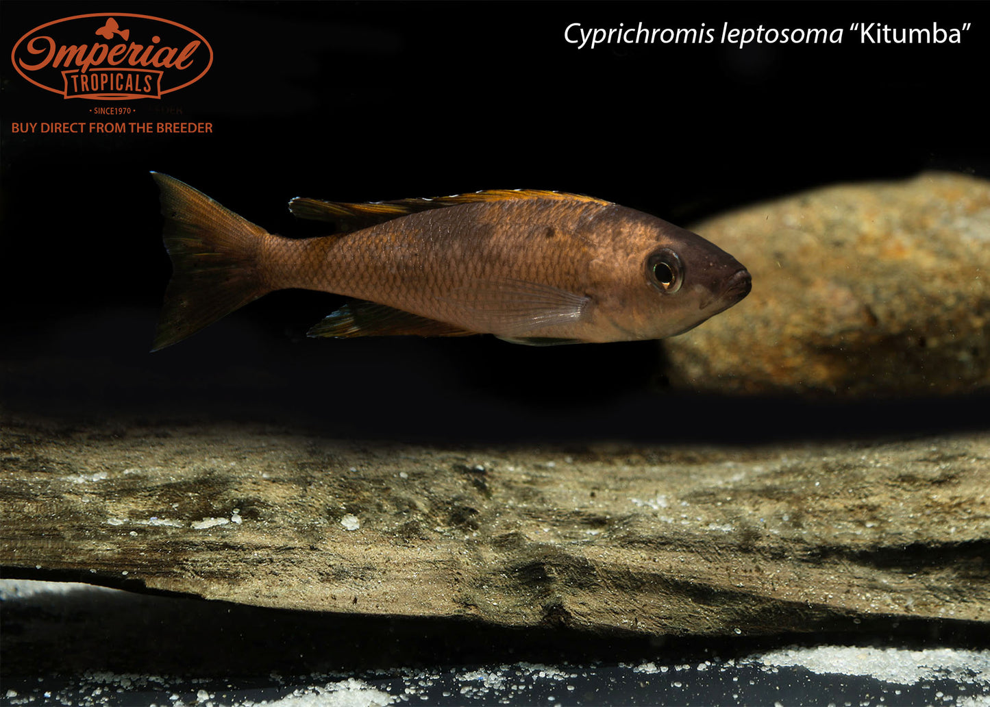 Cyprichromis leptosoma “Kitumba”