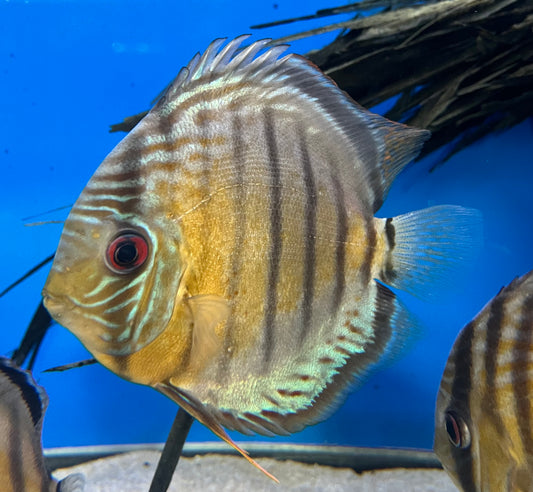 Tefe Green Discus