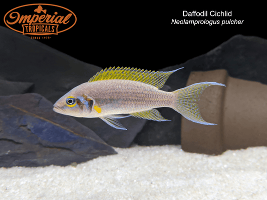 Daffodil Cichlid