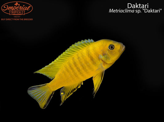 Daktari