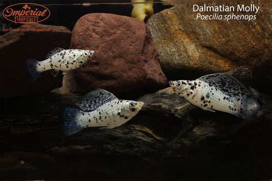 Dalmatian Molly