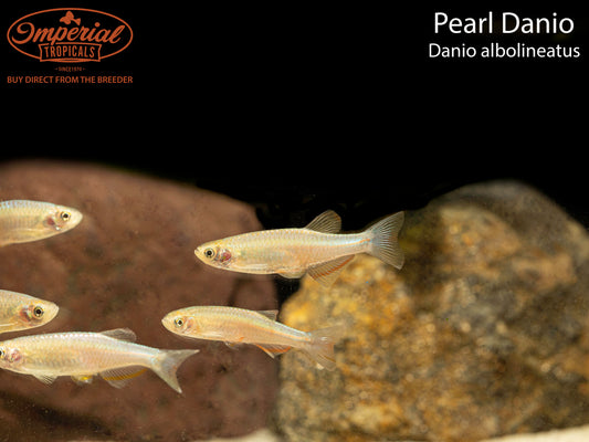 Pearl Danio