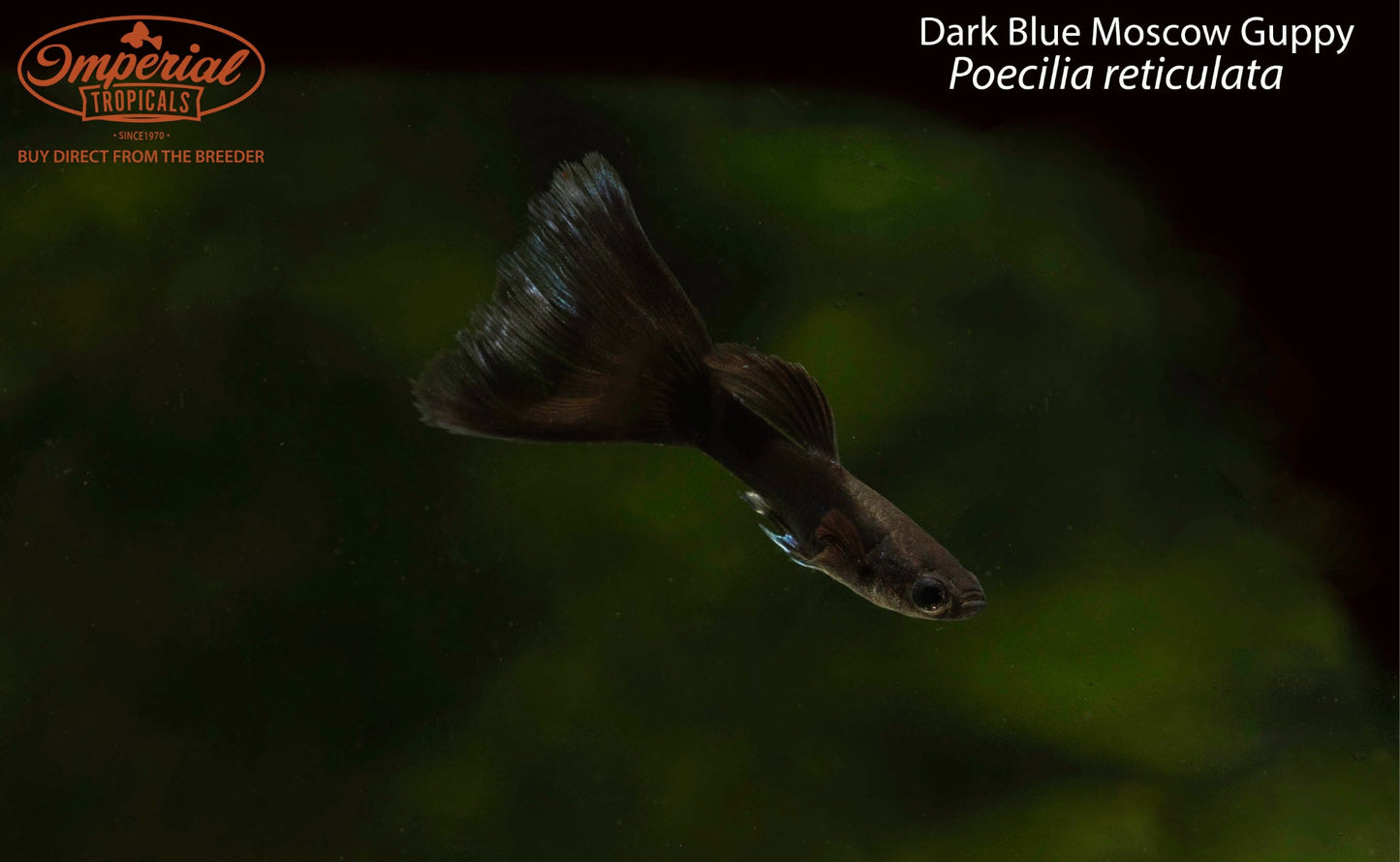Dark Blue Moscow Guppy
