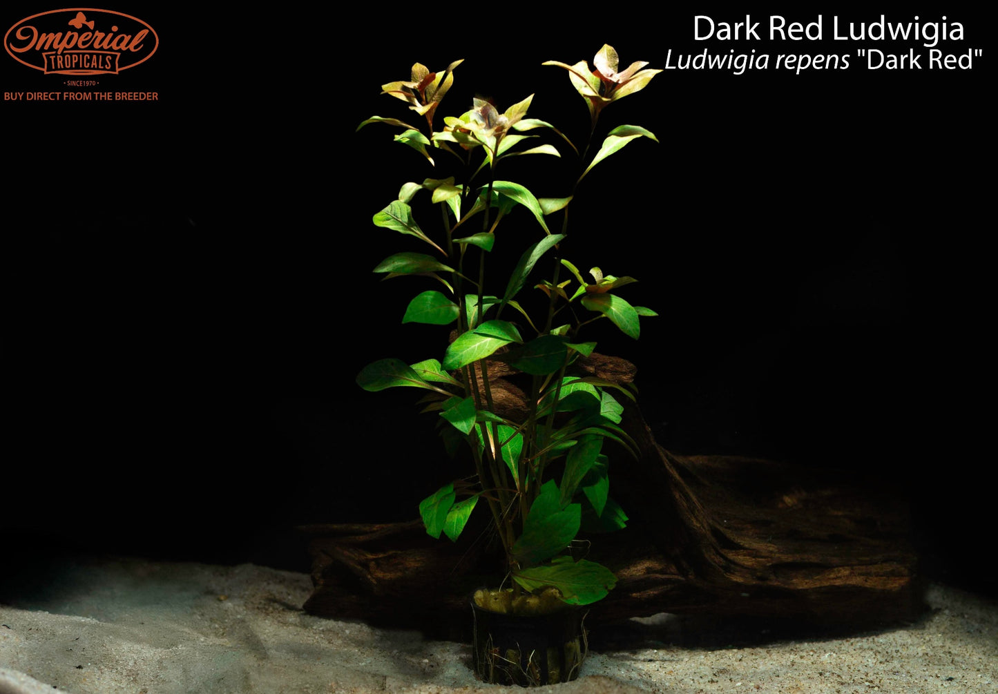 Dark Red Ludwigia
