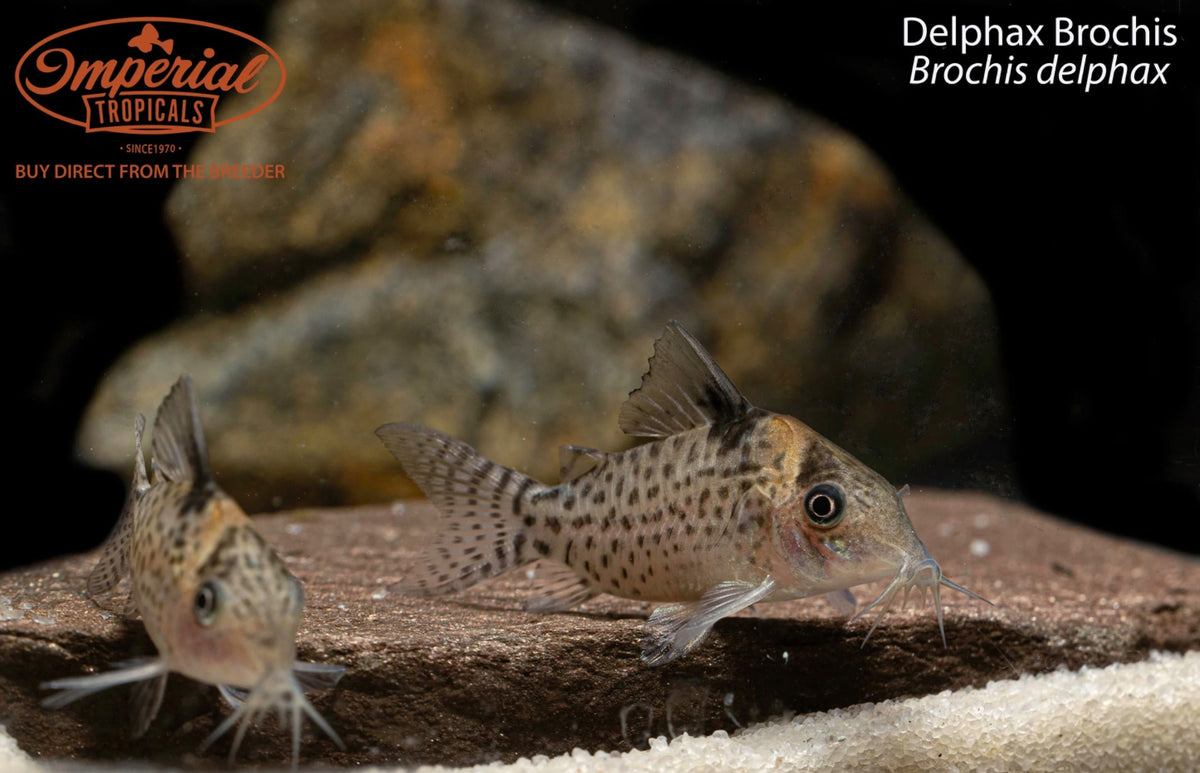 Delphax Brochis – Imperial Tropicals