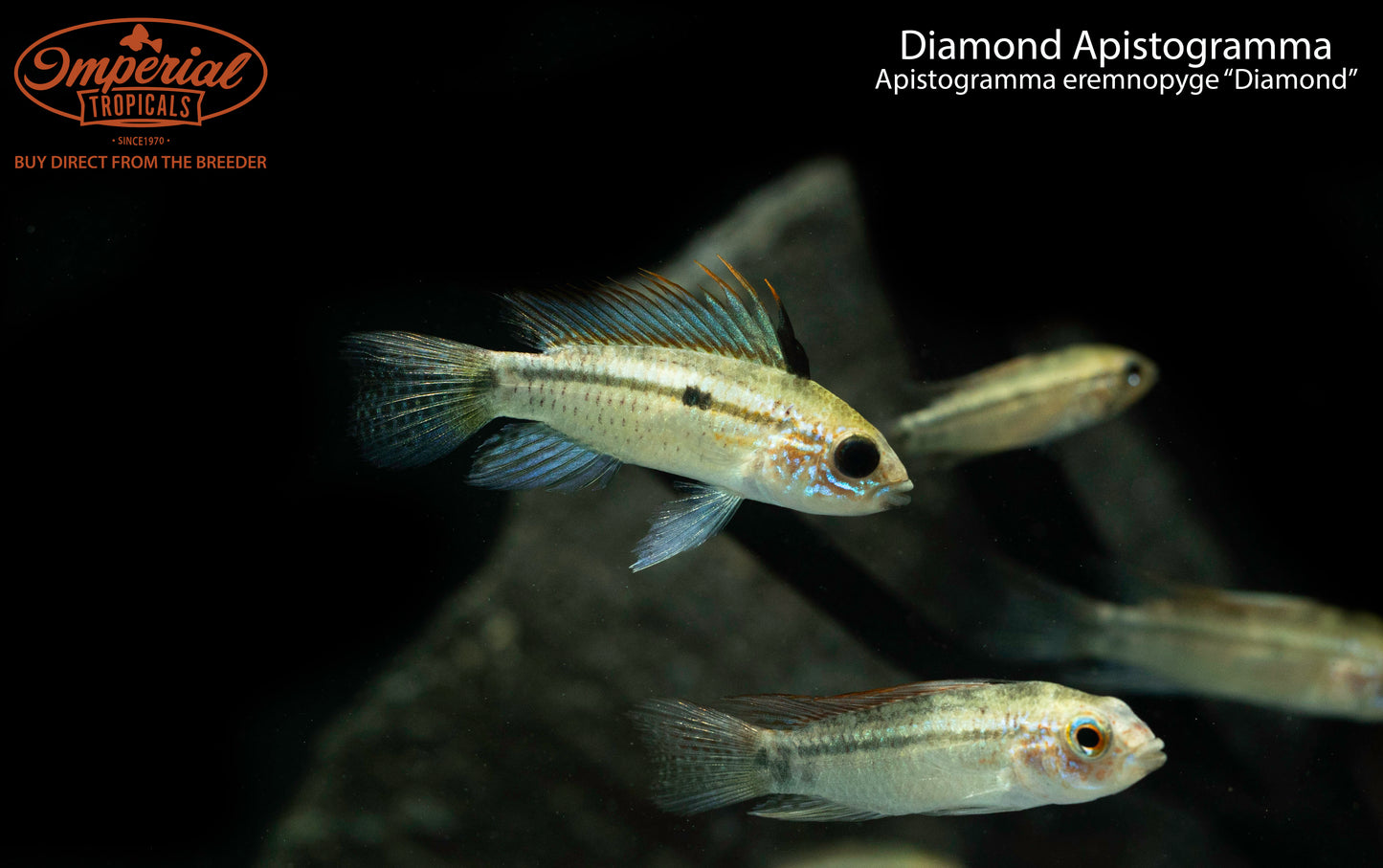 Diamond Apistogramma