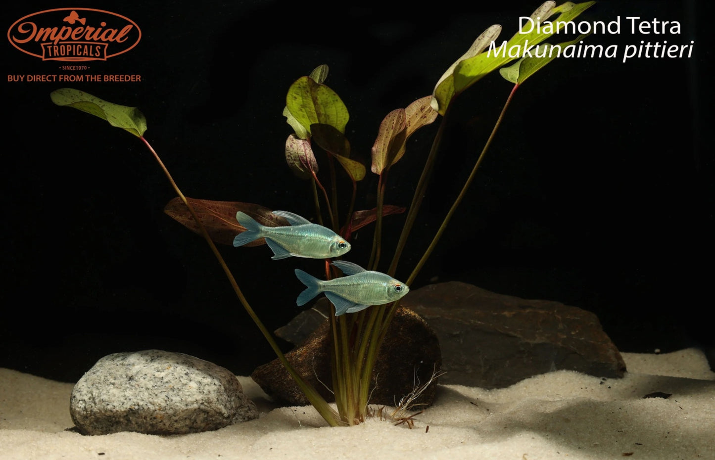 Diamond Tetra