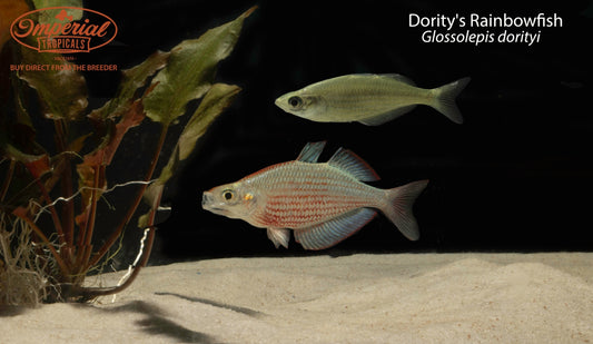 Dority's Rainbowfish