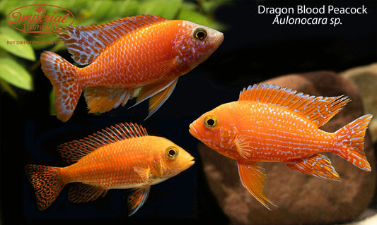 Dragon Blood Peacock