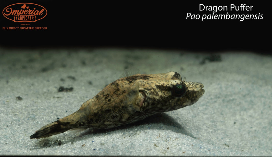 Puffers – Imperial Tropicals