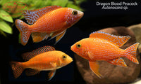 Dragon Blood Peacock