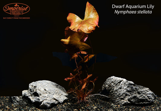 Dwarf Aquarium Lily