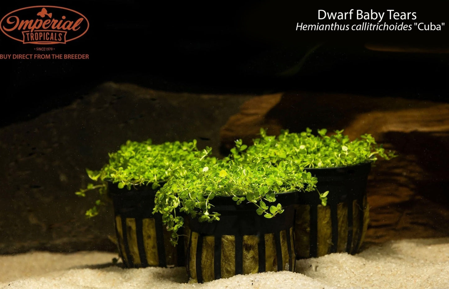 Dwarf Baby Tears