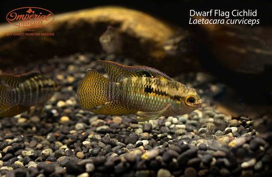 Dwarf Flag Cichlid