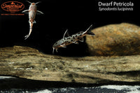 Dwarf Petricola