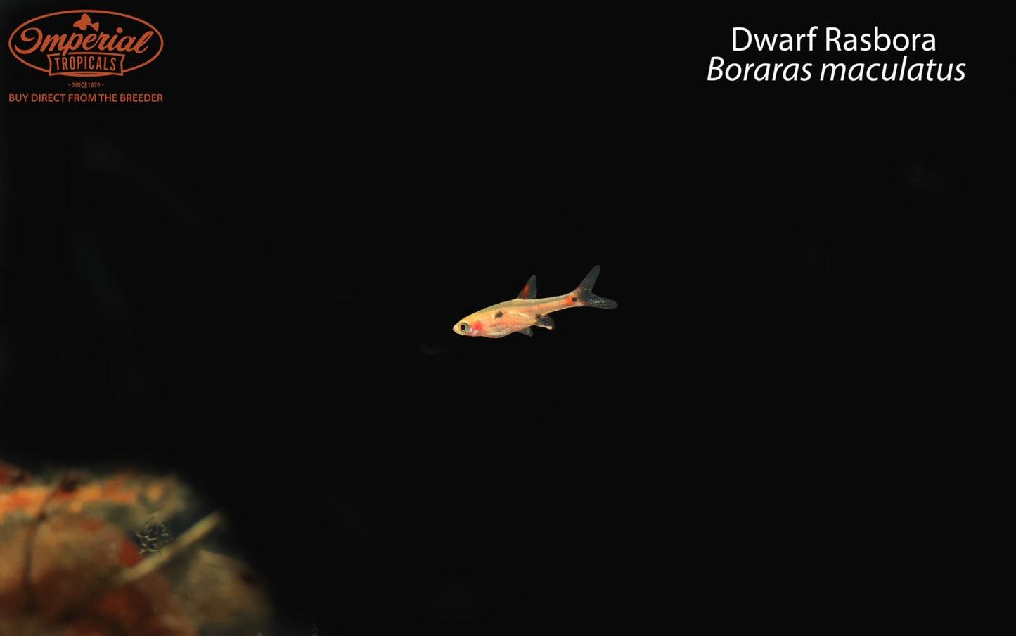 Dwarf Rasbora (Boraras maculatus)
