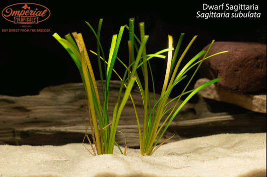 BOGO Dwarf Sagittaria
